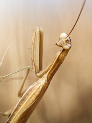 European Praying Mantis in Venoy — 50 × 70 cm