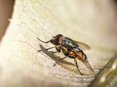 Stomorhina Lunata — Cheny — 40 × 30 cm