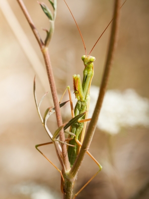 European Praying Mantis in Cheny — 30 × 40 cm