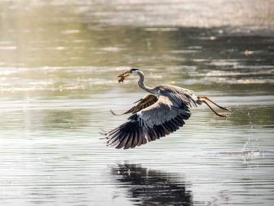 Grey Heron in Rosnay — 70 × 50 cm