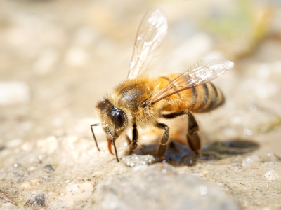 Apis Mellifera — 20250812 — 70 × 50 cm