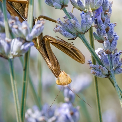 European Praying Mantis in Venoy — 40 × 30 cm