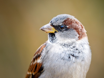 House Sparrow in 20251201 — 40 × 30 cm