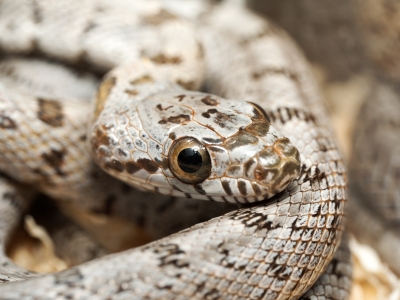 Pantherophis Bairdi — 20251115-2025-11-15 — 60 × 40 cm