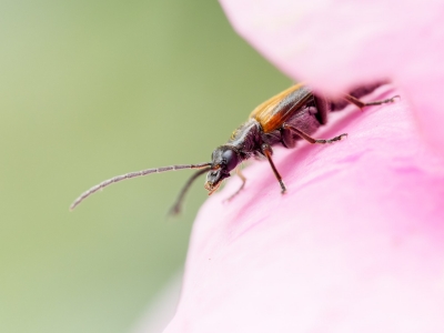 Oedemera Femorata — 20250521 — 70 × 50 cm