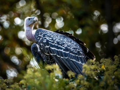 Gyps Fulvus — 20251014 — 70 × 50 cm