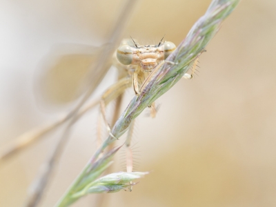Platycnemis Pennipes — 20250520 — 40 × 30 cm
