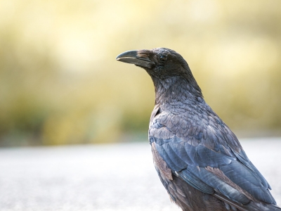 Corvus Corone — Bois de Boulognes — 60 × 40 cm