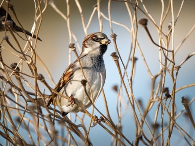 House Sparrow in 20251204 — 40 × 30 cm