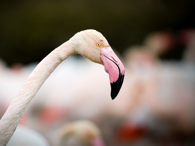 Phoenicopterus Roseus — 20251201 — 40 × 30 cm