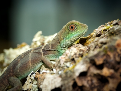 Physignathus Cocincinus — 20251115-2025-11-15 — 40 × 30 cm