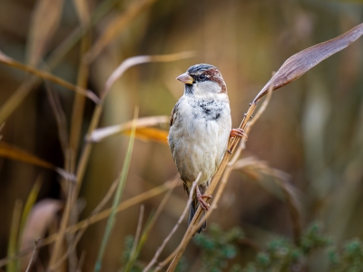 House Sparrow in 20251201 — 40 × 30 cm
