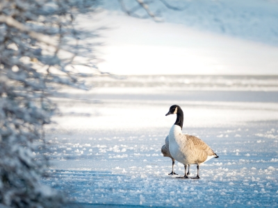 Branta Canadensis 