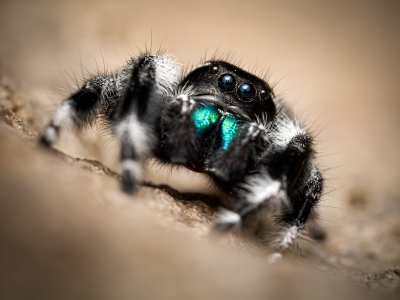 Tchala — Phidippus regius White Bahamas — 70 × 50 cm