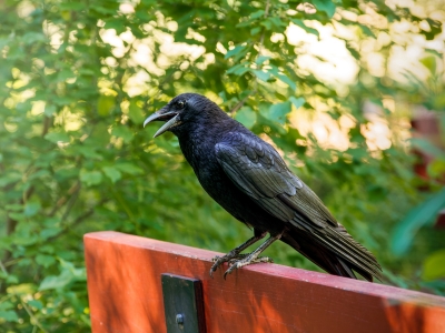 Corvus Corone — Sceaux — 60 × 40 cm
