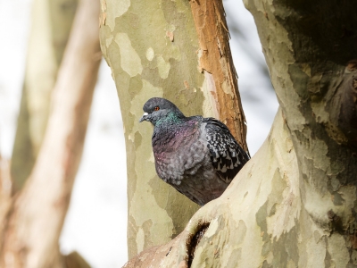 Columba Livia Var. Domestica — Migennes 