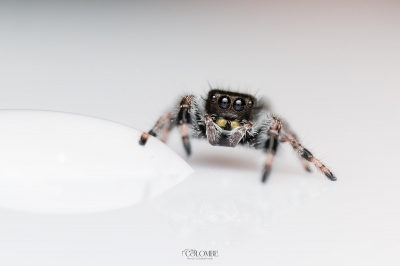 20250124,25 L5 Phidippus Regius Bahamas — 60 × 40 cm