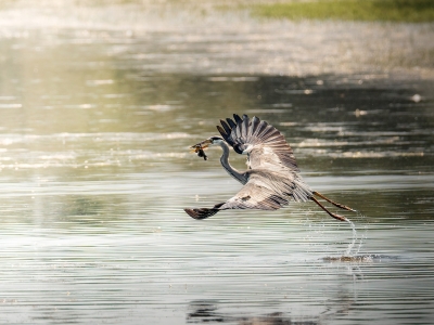 Grey Heron in Rosnay — 40 × 30 cm