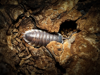 Porcellio Hoffmannseggi — 60 × 40 cm