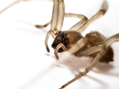 Cheiracanthium Mildei 3 — Gentilly — 70 × 50 cm