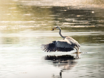 Grey Heron in Rosnay — 70 × 50 cm