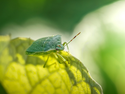 Nezara Viridula — Cheny — 70 × 50 cm