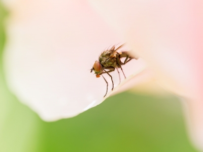 Anthomyiidae Indet. — 20250521 — 40 × 30 cm