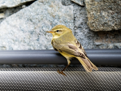 Phylloscopus Trochilus — Tignes — 60 × 40 cm