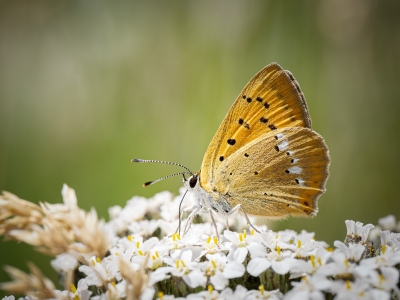 Lycaena Virgaureae — 20250811 — 60 × 40 cm