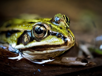 Water Frog in Mézières-en-Brenne — 40 × 30 cm