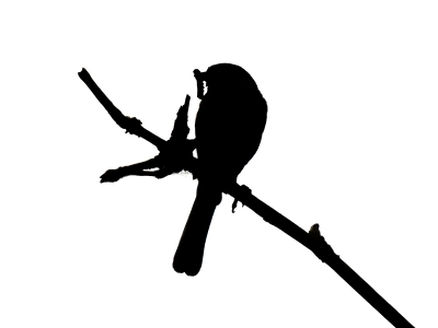 Parus Majo — 20250518 — 70 × 50 cm
