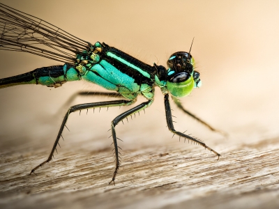 Ischnura Elegans — Mézières-en-Brenne — 40 × 30 cm