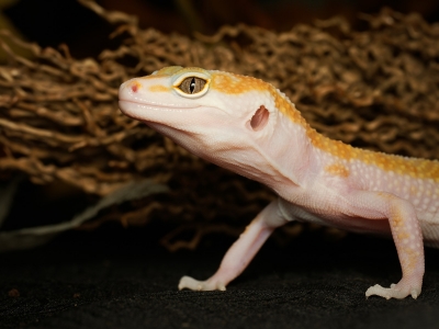 Eublepharis Macularius — 20251114-2025-11-15 — 60 × 40 cm