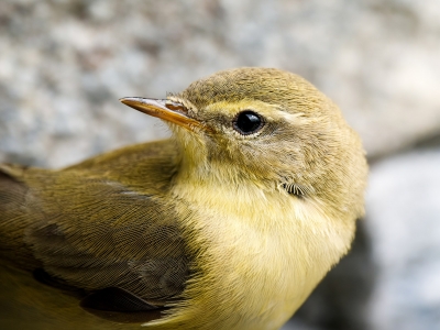 Phylloscopus Trochilus — Tignes — 60 × 40 cm
