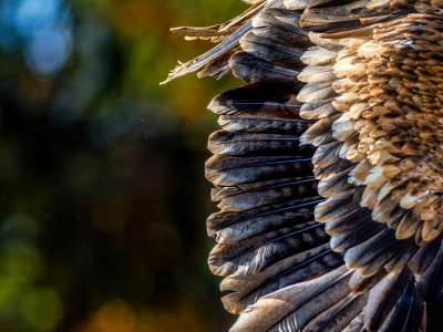 Aquila Chrysaetos — 20251014 — 70 × 50 cm