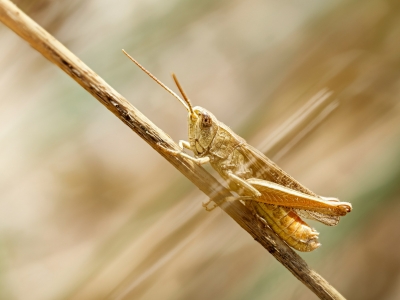 Chorthippus Dorsatus — Venoy — 70 × 50 cm