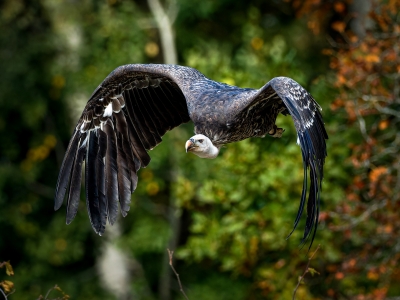 Gyps Rueppelli — 20251014 — 40 × 30 cm