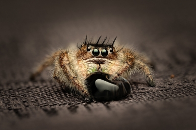 Tronc Turquoise — 20250124,25-MARVIN Phidippus Regius Okeechobee — 60 × 40 cm