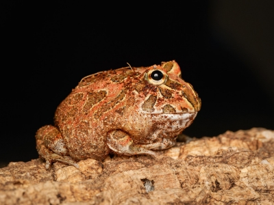 Ceratophrys Cranwelli — 20251115-2025-11-15 — 70 × 50 cm