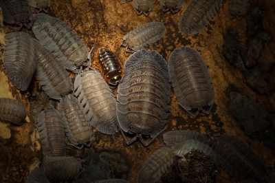 20250125 Armadillidium Pericae — 40 × 30 cm