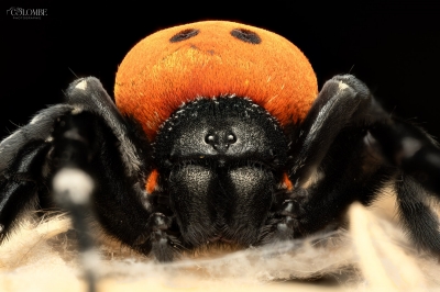 20250124,25 Bigboule Eresus Walckenaeri — 60 × 40 cm