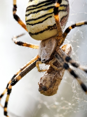 Wasp Spider in Venoy — 40 × 60 cm