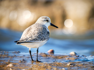 Calidris Alba — 20251205 — 40 × 30 cm