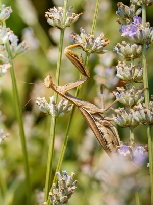 European Praying Mantis in Venoy — 30 × 40 cm