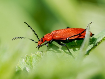 Pyrochroa Serraticornis — 20250516 — 40 × 30 cm