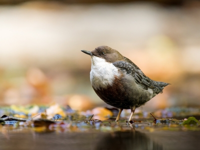 White-throated Dipper in Menétrux-en-Joux — 70 × 50 cm