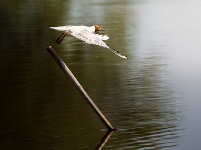 Chroicocephalus Ridibundus — Mézières-en-Brenne — 70 × 50 cm
