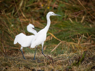 Larus Michahellis — 20251201 — 70 × 50 cm