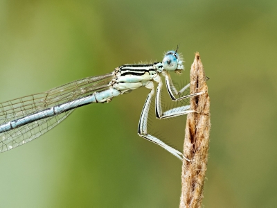 Platycnemis Pennipes — 20250722 — 40 × 30 cm