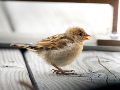 House Sparrow in Tignes — 60 × 40 cm